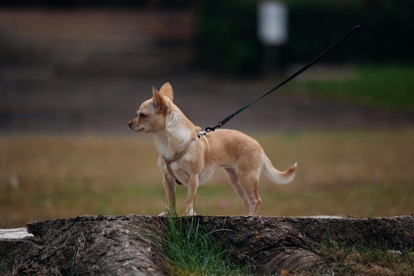 Comment aider un chien perdu que vous avez trouvé