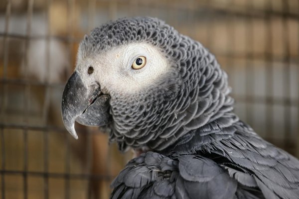 Qu'est-ce que l'obéissance de base pour un chiot : guide complet