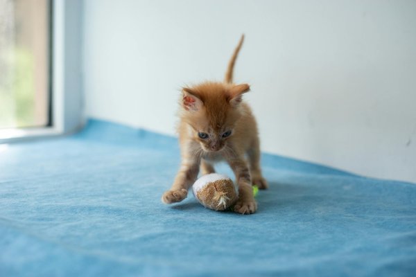 Comment entraîner votre chat à ne pas attaquer les souris