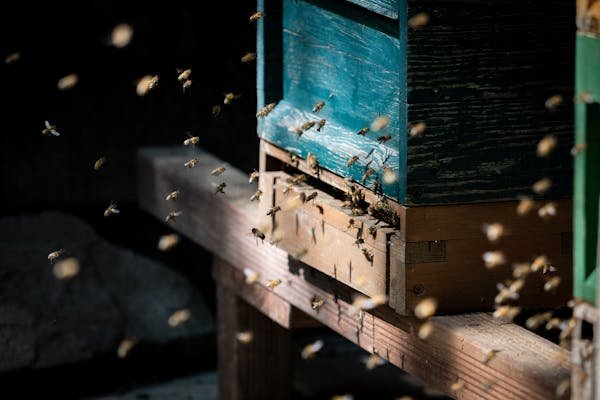 Ruche dadant complète : guide pour choisir la meilleure option