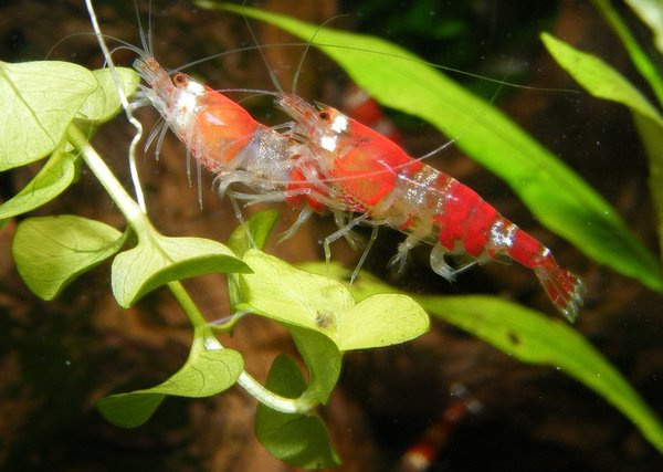 Nourriture idéale pour vos crevettes d'aquarium